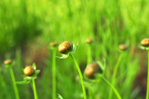 Ciupirea plantelor