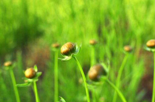 Ciupirea plantelor cu flori. Cele mai multe si mai bune sfaturi