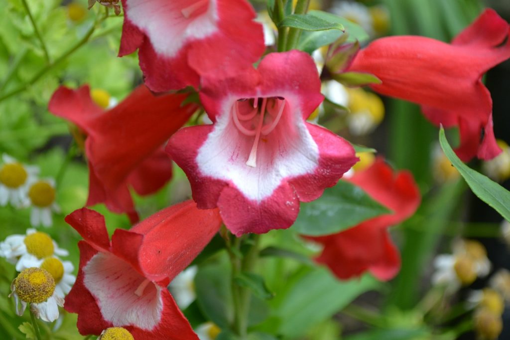 plante care au nevoie de soare