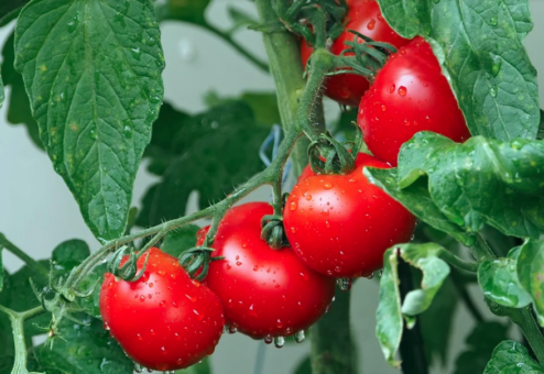 Cultura tomatelor II