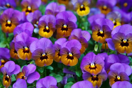 Îndrăgesc florile pitice