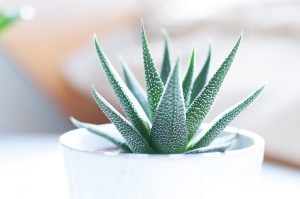 Aloe Vera pentru ghiveci