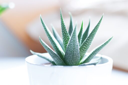 Cum se îngrijește corect Aloe Vera pentru ghiveci