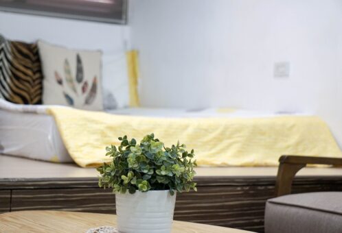 Plantele suculente pentru ghiveci, solutia ideala din sezonul rece
