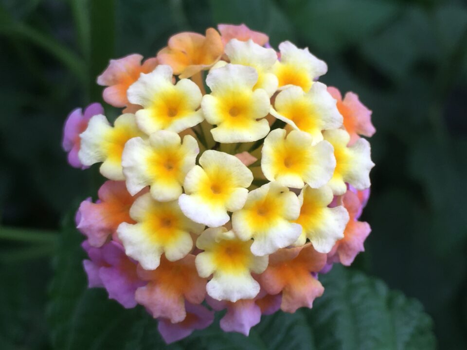 Floarea cameleon, o floare spectaculoasă și foarte parfumată