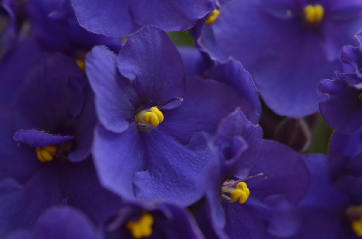 Saintpaulia (violeta africană), sfaturi de îngrijire