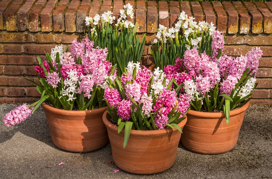 P Primăvara In Grădina Ta Plantări De Sezon și Utilaje De Care