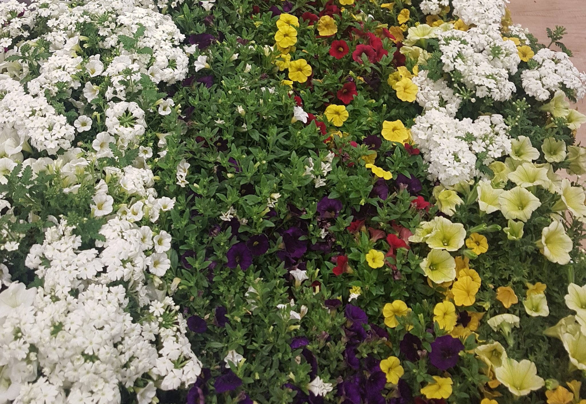 P Top 5 Lucruri De Facut In Gradina Odata Cu Sosirea Primaverii