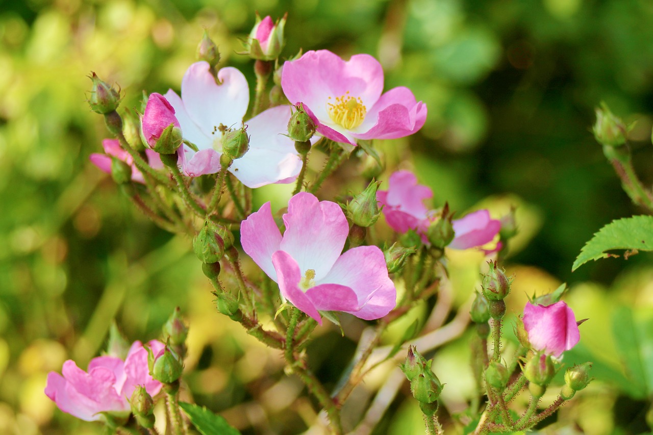 dog-roses-2680693_1280.jpg?profile=RESIZE_710x