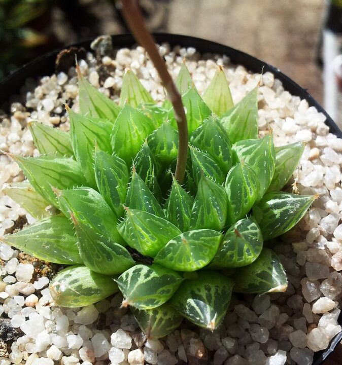 Top 10 cele mai interesante plante de apartament