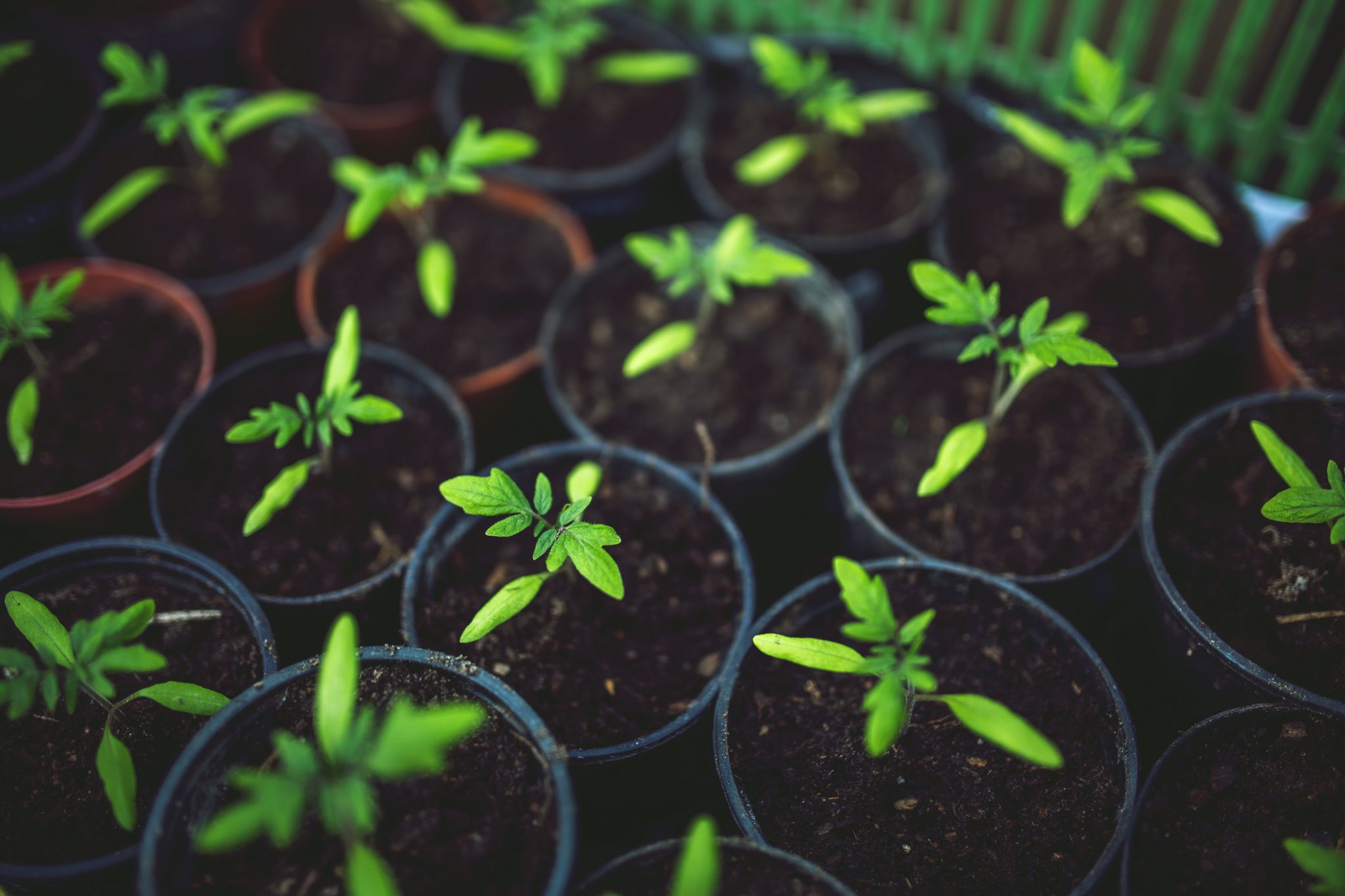 Cum să cultivi singur plante aromatice pe balcon sau în bucătărie