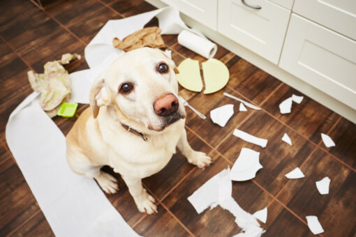 Cum să ai o casă mereu curată dacă ai animale de companie