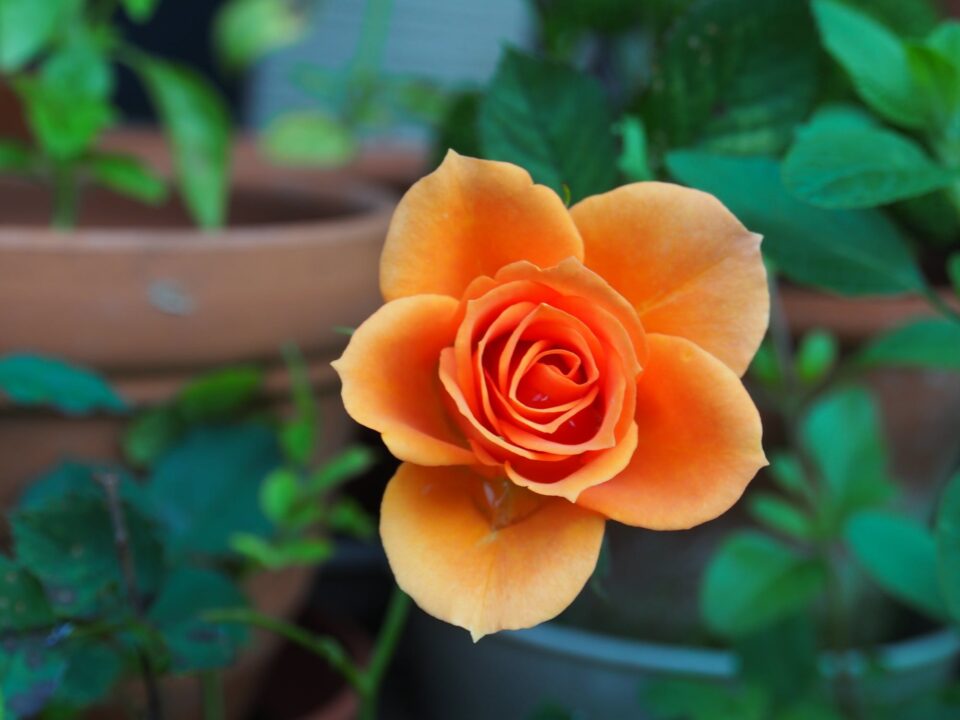 Trandafiri in ghiveci. O bucurie pentru toata toamna si toata iarna in casa ta