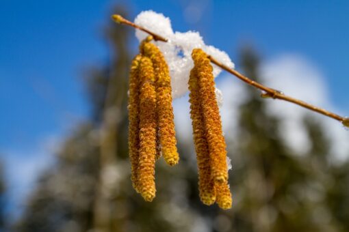 Florile de alun, primele flori ale primaverii