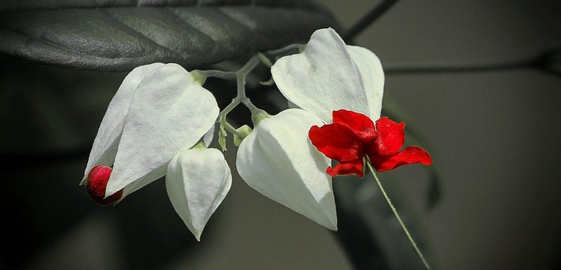 clerodendron
