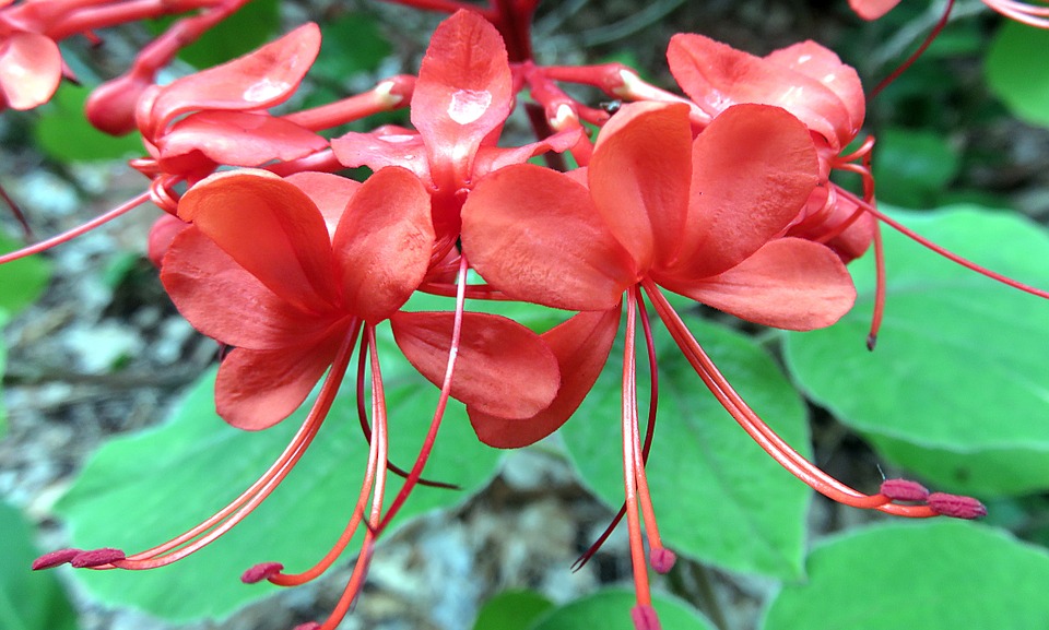 Clerodendrum – floarea dragostei – cum se îngrijește