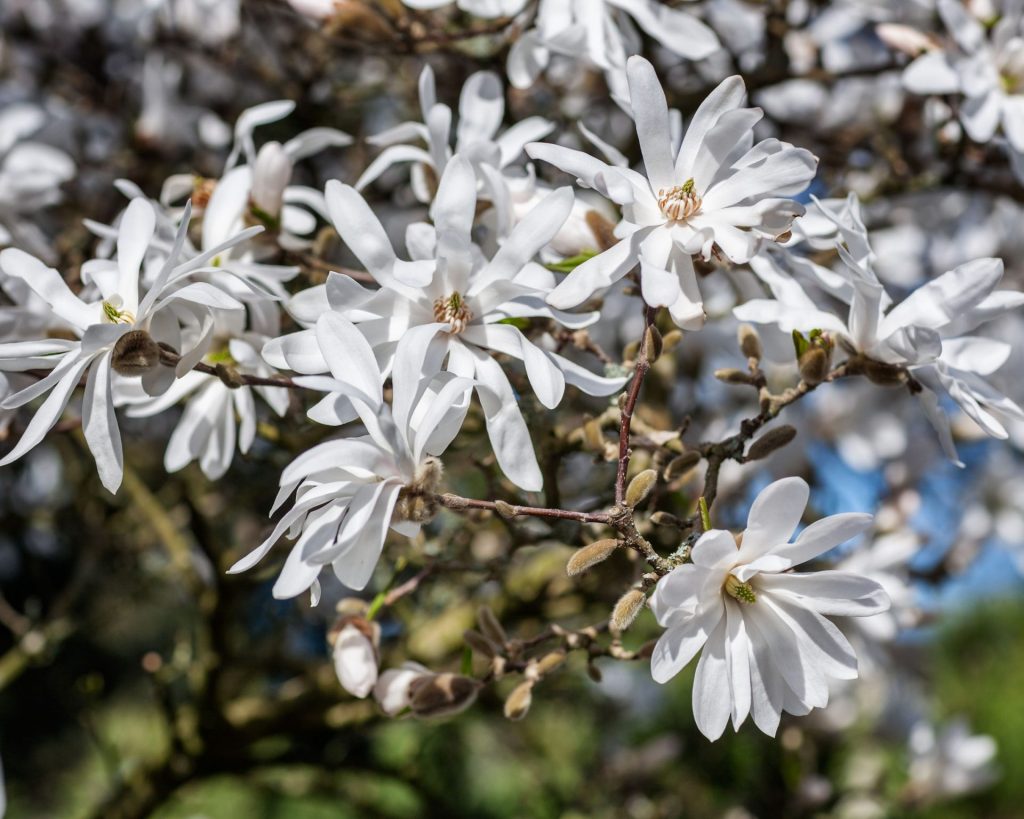 magnolii 