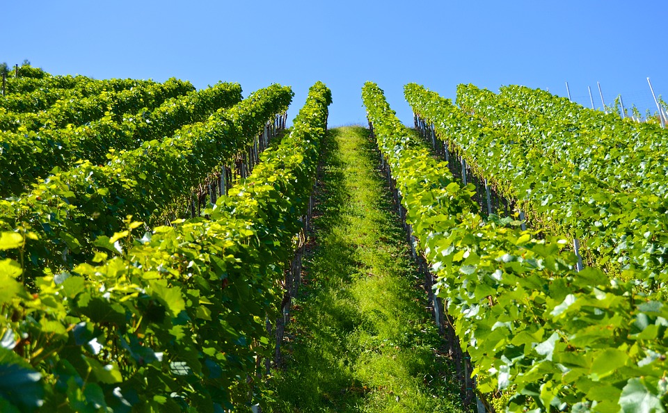 Sfaturi utile pentru cultivarea viței-de-vie