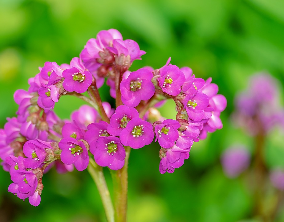 Bergenia cea curajoasă