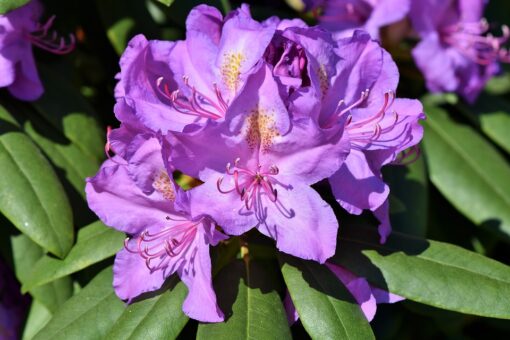 Cum îngrijești un rhododendron și o azalee (I)
