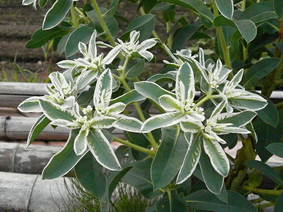 O altfel de zăpadă: Euphorbia marginata