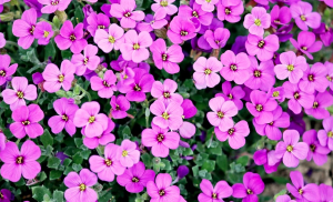 flori roz