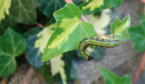 daunatorii plantelor