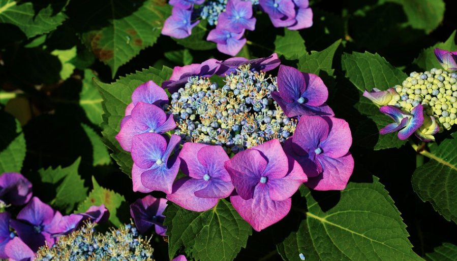 Hortensia, o încântare pentru grădina ta