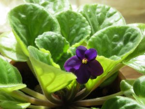inmultirea viletelor d eparma, violeta africana, violete, plante de apartament