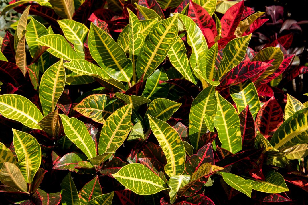 Croton, una dintre cele mai decorative plante de apartament