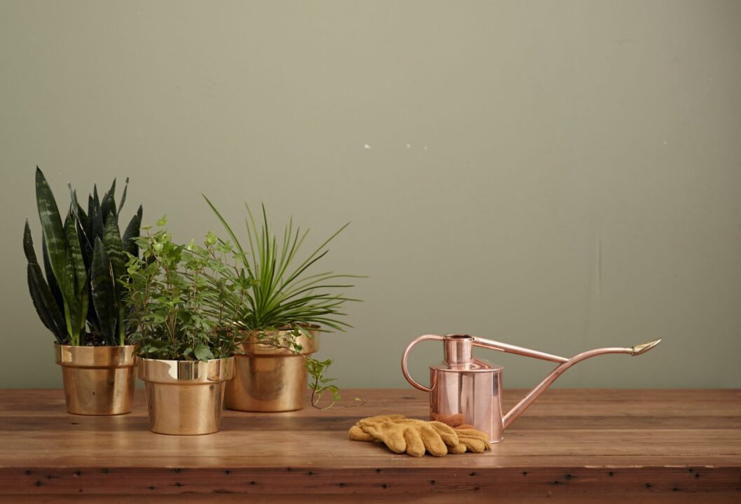 Apa oxigenată, tratament binefăcător pentru plantele din apartament