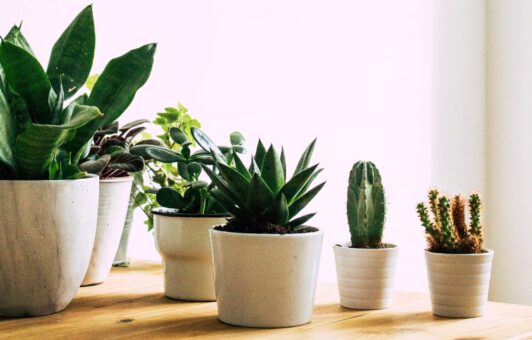 Plantele de apartament ideale și cum le alegi în funcție de personalitatea ta