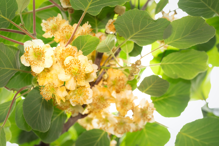 Actinidia kolomikta