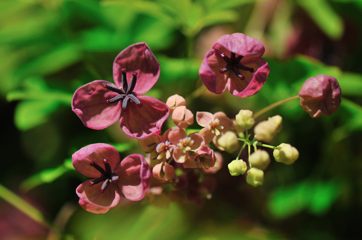 Akebia quinata