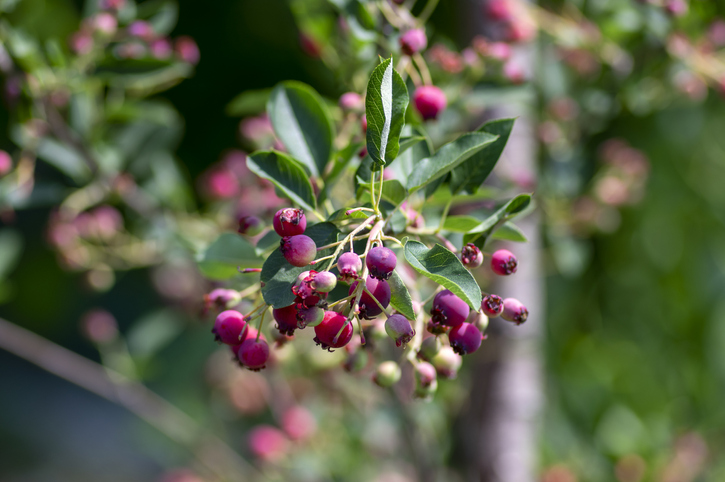 Amelanchier lamarckii
