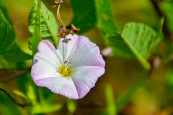Calystegia flori colorate