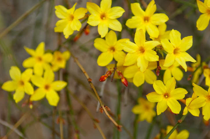 Jasminum nudiflorum flori colorate