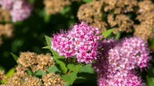 Spiraea japonica