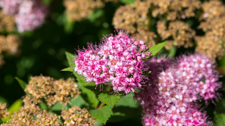 Spiraea japonica