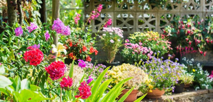 9 plante cu flori colorate care se plantează toamna