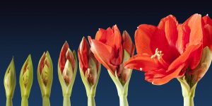 Amaryllis, crinul de iarna