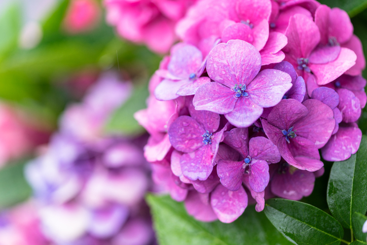 hortensia flori colorate