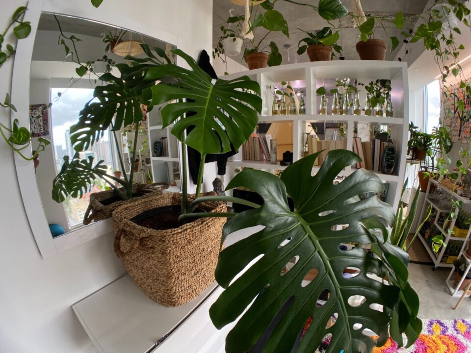 Oază verde în fiecare camera. Sfaturi pentru decorarea cu plante de apartament