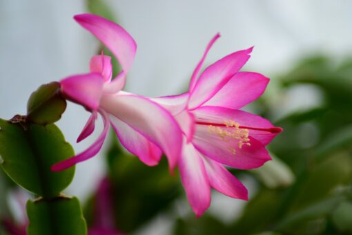 Cactusul de Crăciun. Ghid de îngrijire