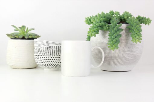 Planta mazăre sau Senecio, una dintre cele mai frumoase suculente de interior