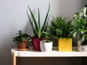 Îngrijirea plantelor de interior primăvară: 5 pași pentru fericirea lor