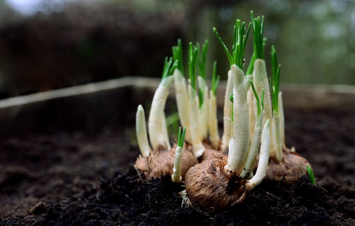 Poți planta bulbi în februarie? Cum să faci asta eficient și sigur