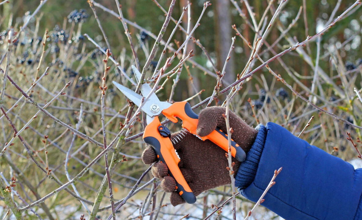 Trei plante esențiale de tuns în februarie pentru o recoltă bogată și arbuști sănătoși