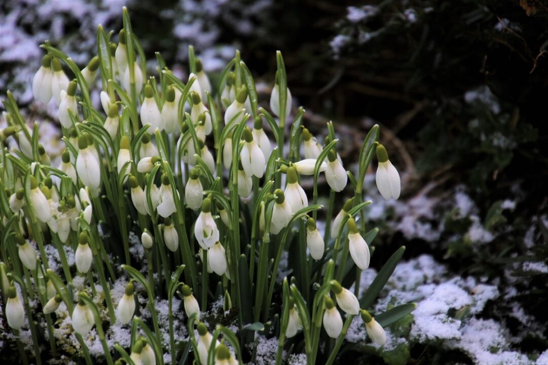 Lucrările esențiale în grădină în luna februarie. Ce flori poți planta în această perioadă