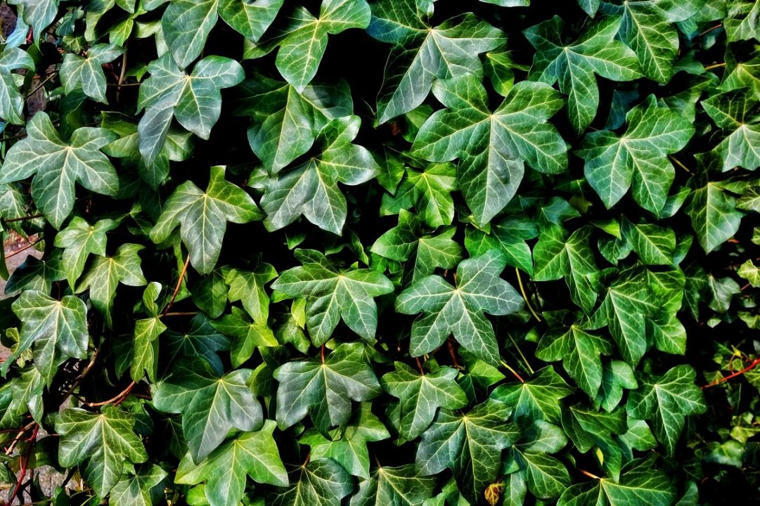 Plante cățărătoare. De ce sunt utile pentru casa ta